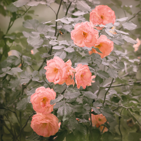 flowers photography art print French roses 